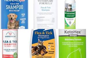 Top 5 Cat Shampoos for Flea Treatment