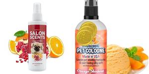 5 Amazing Citrus Cat Colognes Your Cat Will Love